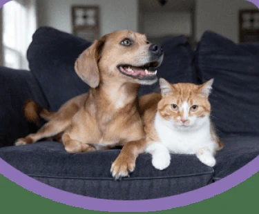 Pet insurance evaluation process diagram